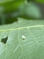 Caryomyia urnula