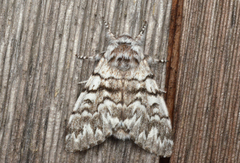Panthea virginarius