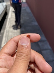 Coccinella algerica