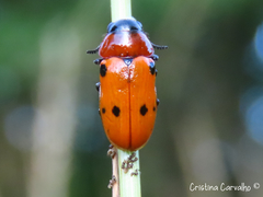Tituboea sexmaculata