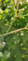 Lepidoptera
