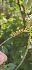 Lepidoptera