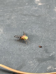Paraterellia superba