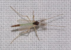 Chironomidae