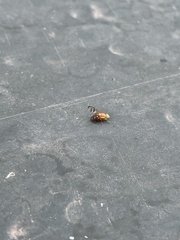 Paraterellia superba