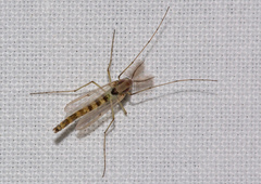 Chironomidae