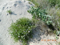 Cakile maritima euxina