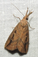 Hypena subvittalis