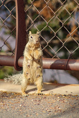 Otospermophilus variegatus