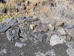 Gallotia caesaris