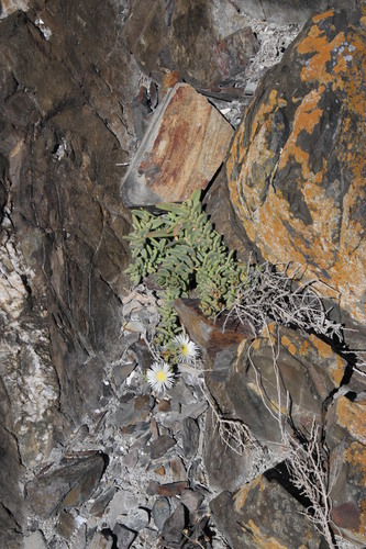 Image of Mesembryanthemum pallens by (c) Tony Rebelo, some rights reserved (CC BY-SA)