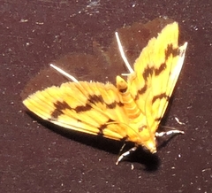 Dichocrocis clytusalis
