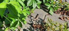 Podarcis muralis
