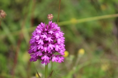 Anacamptis pyramidalis