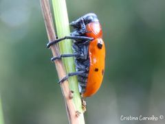 Tituboea sexmaculata