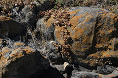 Mesembryanthemoideae