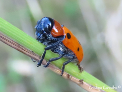 Tituboea sexmaculata