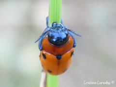 Tituboea sexmaculata