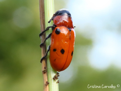 Tituboea sexmaculata