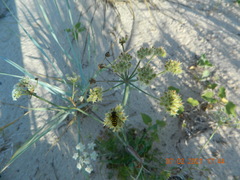 Astrodaucus littoralis