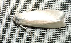 Scirpophaga
