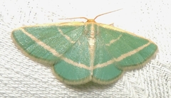 Mixocera latilineata