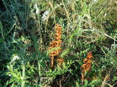 Orobanche kochii