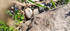 Podarcis muralis