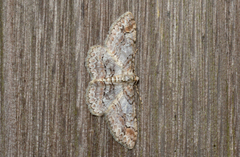 Stenoporpia pulmonaria