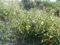 Verbascum pinnatifidum