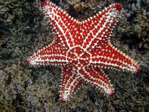 Red Cushion Sea Star, photo 2 of 10