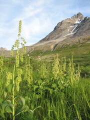 Veratrum viride eschscholtzianum