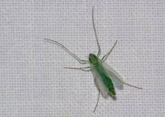 Chironomidae