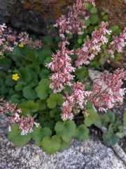 Heuchera hirsutissima