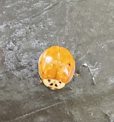 Harmonia axyridis