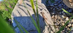 Podarcis muralis