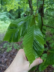 Fagus grandifolia