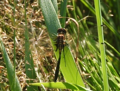 Leucorrhinia intacta