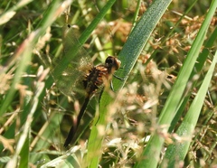 Leucorrhinia intacta