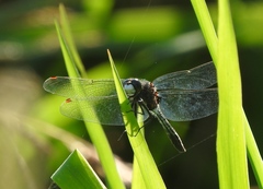 Leucorrhinia intacta