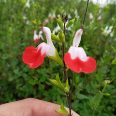 Salvia microphylla