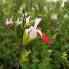 Salvia microphylla