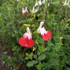 Salvia microphylla
