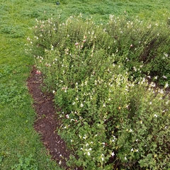 Salvia microphylla