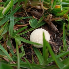 Lycoperdon