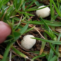 Lycoperdon