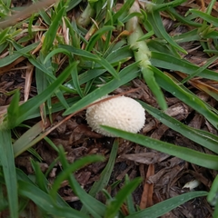 Lycoperdon