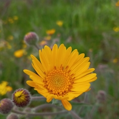 Heterotheca inuloides