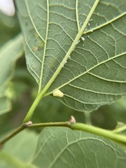 Celticecis pyriformis