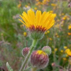 Heterotheca inuloides